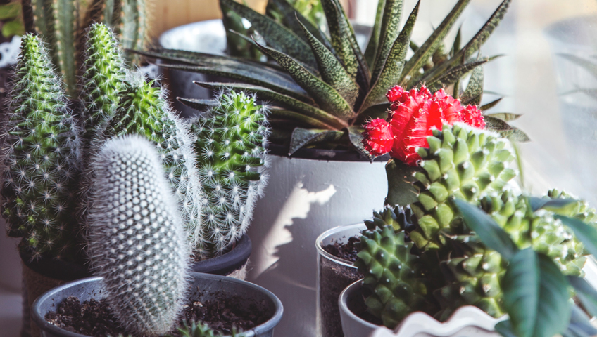 Thick plants, cactus